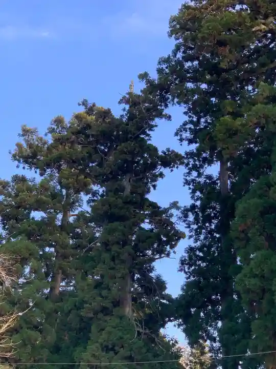 村山浅間神社の自然