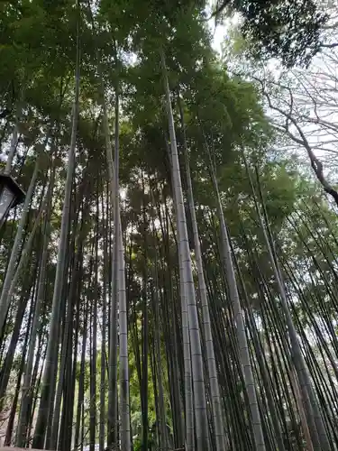 大宮八幡宮の自然