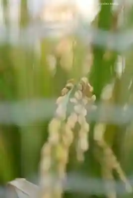 【閉業】小石川大神宮(東京都)