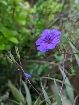 元慶寺(京都府)