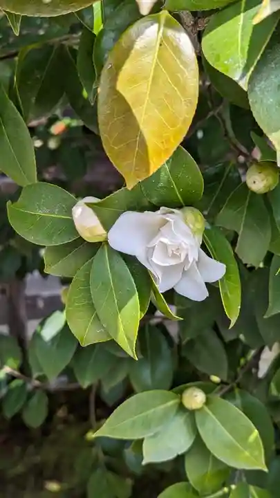 賀茂御祖神社(下鴨神社)(京都府)