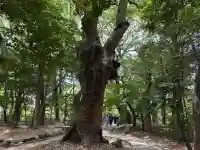生田神社の{uncategorized: "未分類", other: "その他", undefined: "問題あり", building: "その他建物", grave: "お墓", sacred_gate: "鳥居", guardian: "狛犬", statue: "像", buddha: "仏像", history: "歴史", nature: "自然", garden: "庭園", animal: "動物", pagoda: "塔", temizu: "手水舎", mountain_gate: "山門・神門", sanctuary: "本殿・本堂", subordinate: "末社・摂社", art: "芸術", scenery: "景色", jizo: "地蔵", ema: "絵馬", goshuin: "御朱印", omikuji: "おみくじ", items: "授与品その他", amulet: "お守り", goshuincho: "御朱印帳", eats: "食事", festival: "お祭り", votive_dance: "神楽", shichigosan: "七五三参", wedding: "結婚式", experience: "体験その他", initially: "初詣", around: "周辺", anti_infection: "感染症対策"}