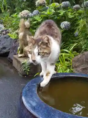 御誕生寺（猫寺）(福井県)