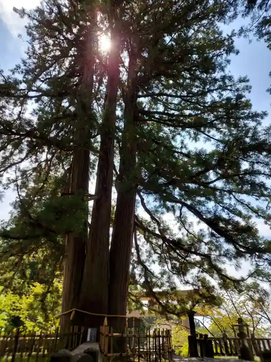 戸隠神社中社の自然