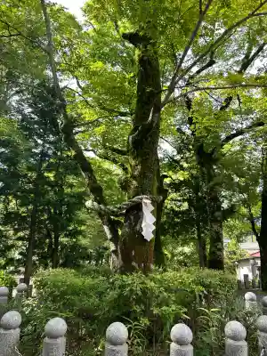 山中諏訪神社(山梨県)