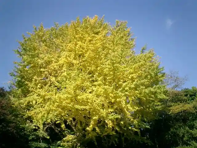 鶴岡八幡宮の自然