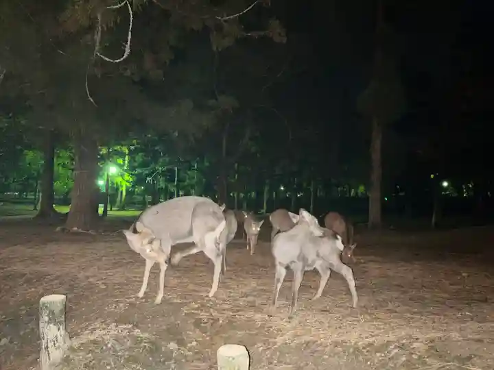 春日大社の動物
