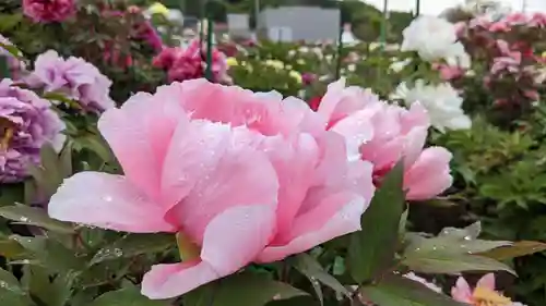 金蛇水神社(宮城県)