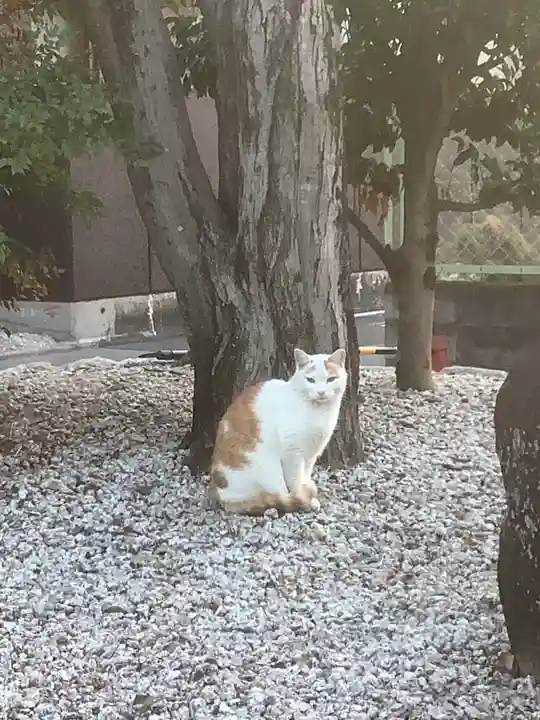 伊奴神社の動物