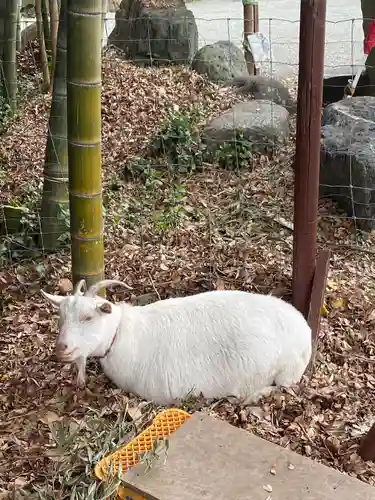 出雲大社相模分祠の動物