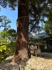 石上神宮(奈良県)