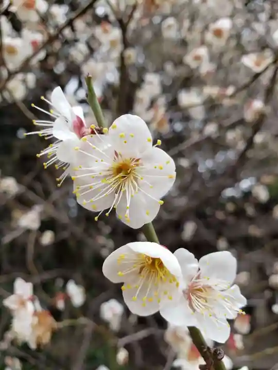乃木神社(東京都)