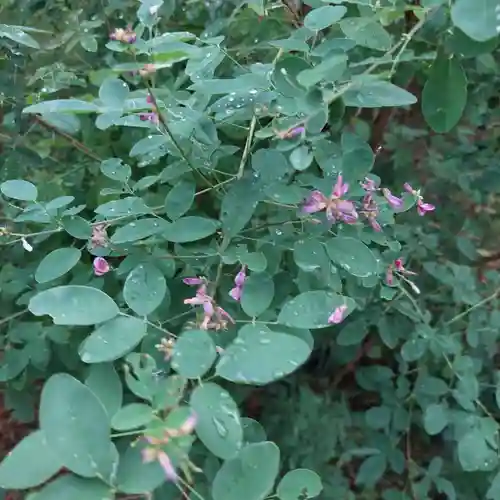 刺田比古神社の自然