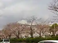 鶴岡八幡宮の自然