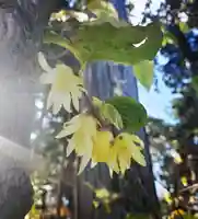 沙沙貴神社(滋賀県)