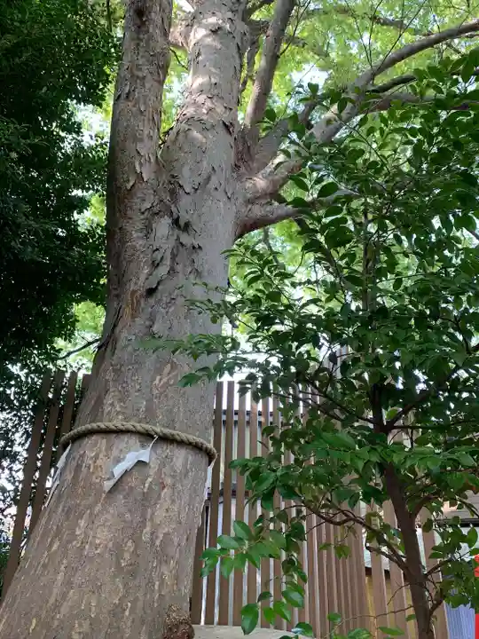 鎮守氷川神社の自然