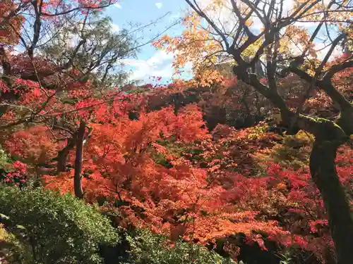 東福禅寺（東福寺）の自然