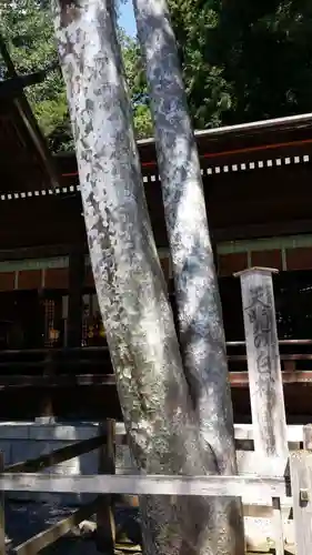 諏訪大社下社秋宮の自然