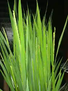 伏木香取神社(茨城県) 2023年07月21日(金)〜(2023年07月20日(木) 17時33分15秒投稿)