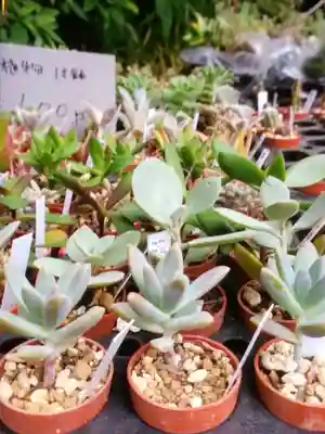 阿佐ヶ谷神明宮(東京都)