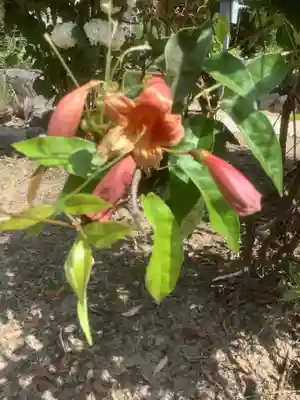 慈光院（曼陀羅寺塔頭）の自然