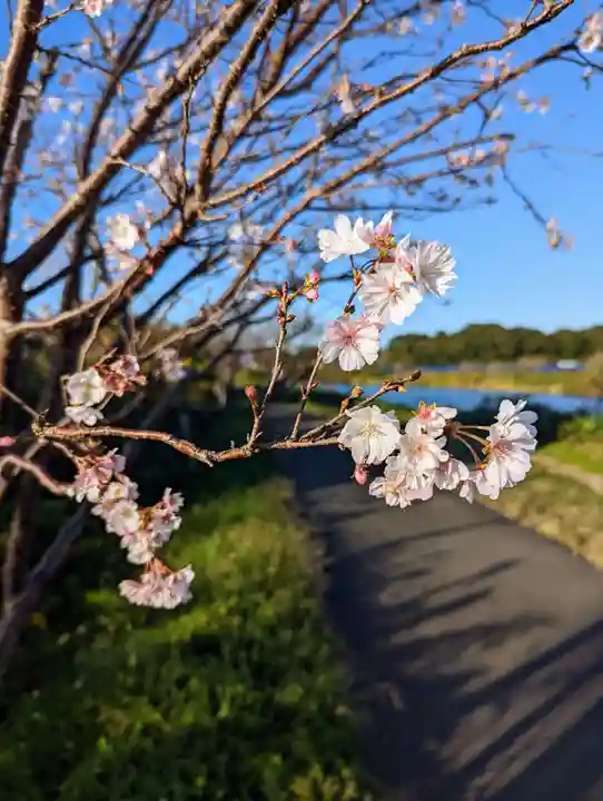 厳島神社(片葉の弁天)の自然
