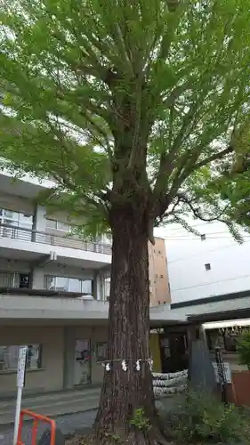 安積國造神社の自然