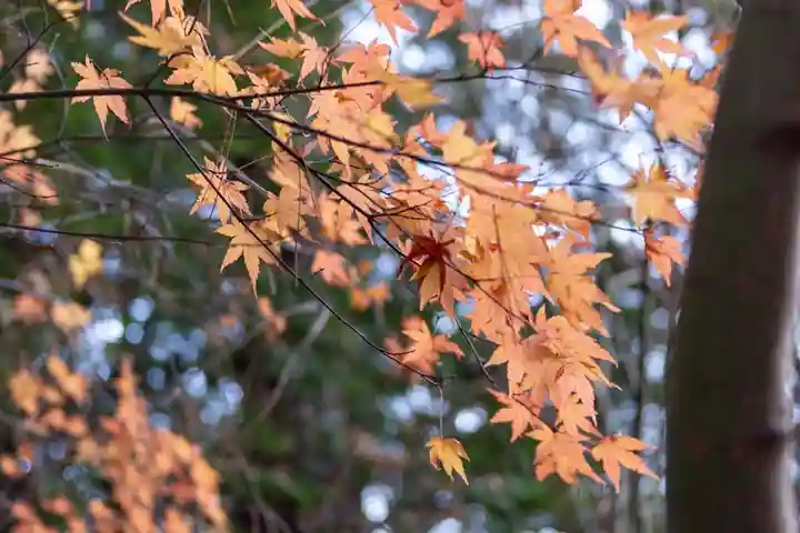 新倉富士浅間神社(山梨県)