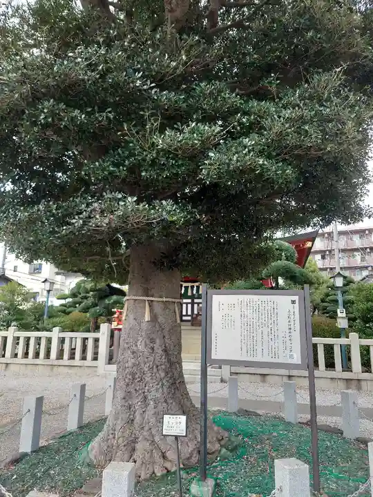 小村田氷川神社の自然
