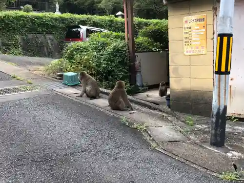 山科神社の動物