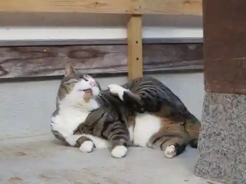 御誕生寺（猫寺）(福井県)