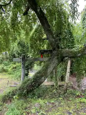 熊野神社の自然