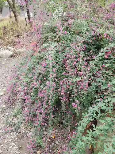 沙沙貴神社の自然