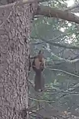 八幡神社の動物