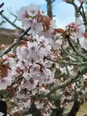 仁和寺の自然