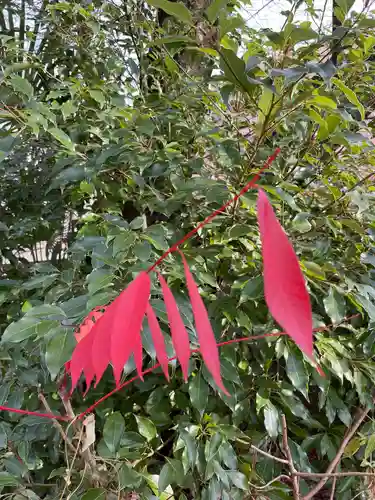 上田端八幡神社の自然