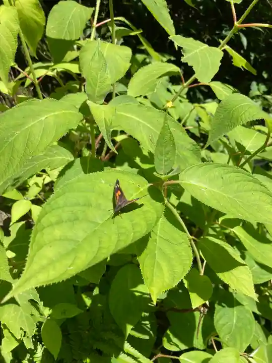 薬王院福徳弁財天洞の動物