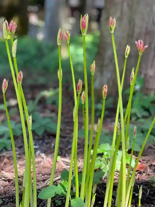 山宮浅間神社(静岡県)