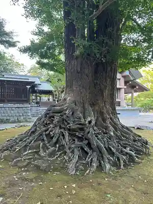 安房神社(千葉県)