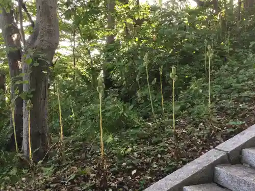 室蘭八幡宮の自然
