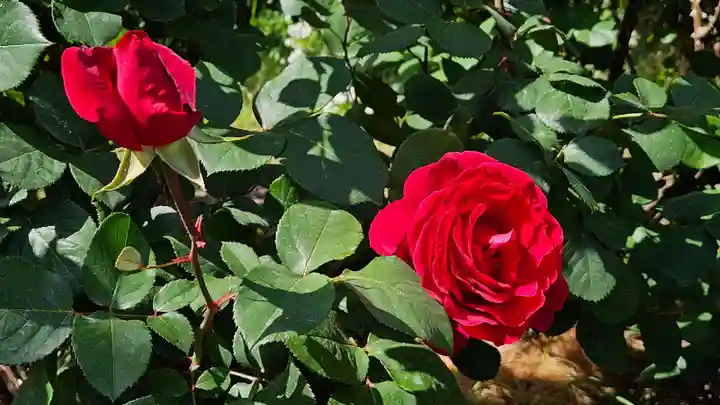 江島神社(神奈川県)
