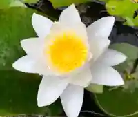 真言宗 善通寺派 薬王寺の自然