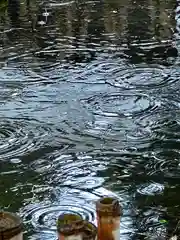 白鳥神社(長野県)