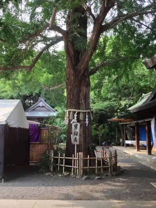 大宮八幡宮の自然
