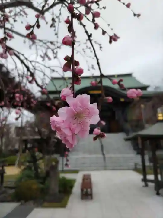 宝勝山 南藏院 蓮光寺の本殿・本堂