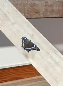 蚊里田八幡宮(長野県)(2025年04月21日(月) 15時55分00秒投稿)