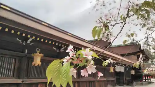 北野天満宮の自然