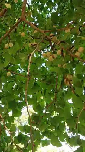 伊那下神社の自然