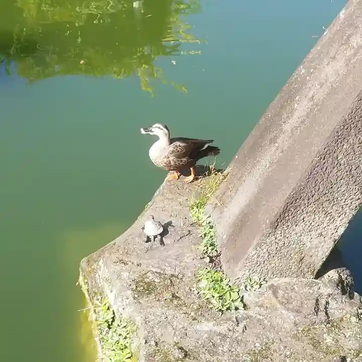 亀戸天神社の動物