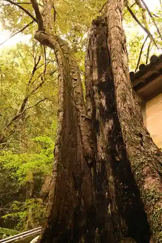 柞原八幡宮(大分県)